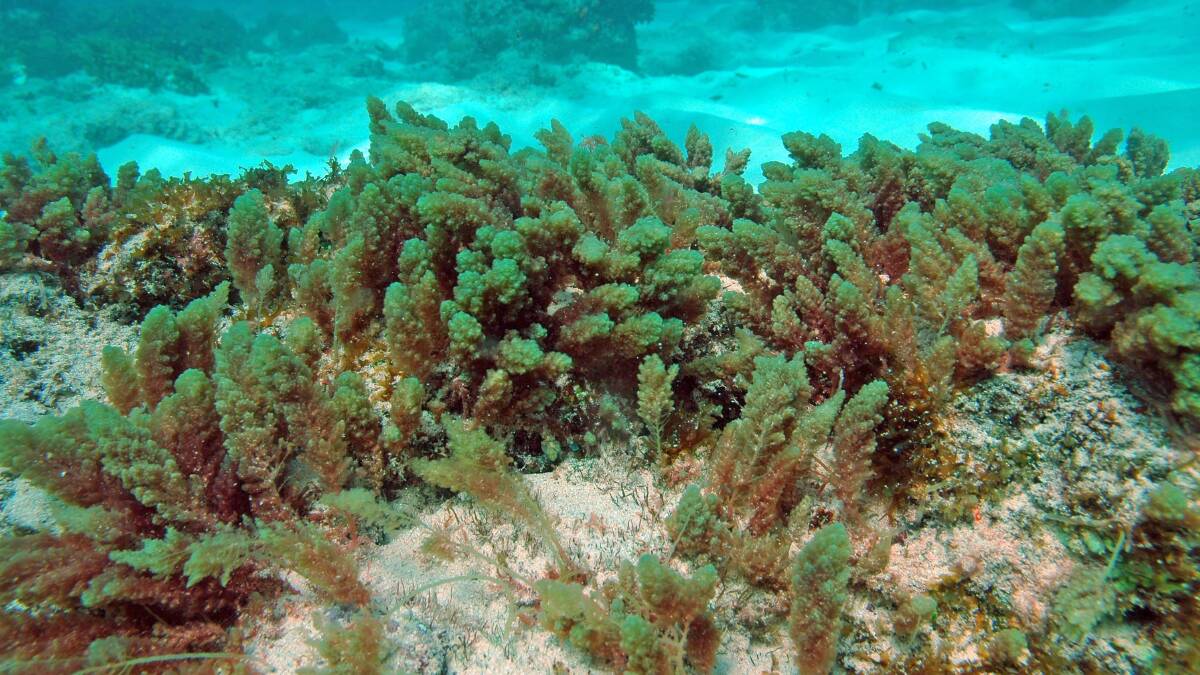 HUGE POTENTIAL: The red seaweed asparagopsis has been found to have huge potential for reducing methane emaissions from livestock. Photo by Jean-Pascal Quod, CC BY-SA 3.0