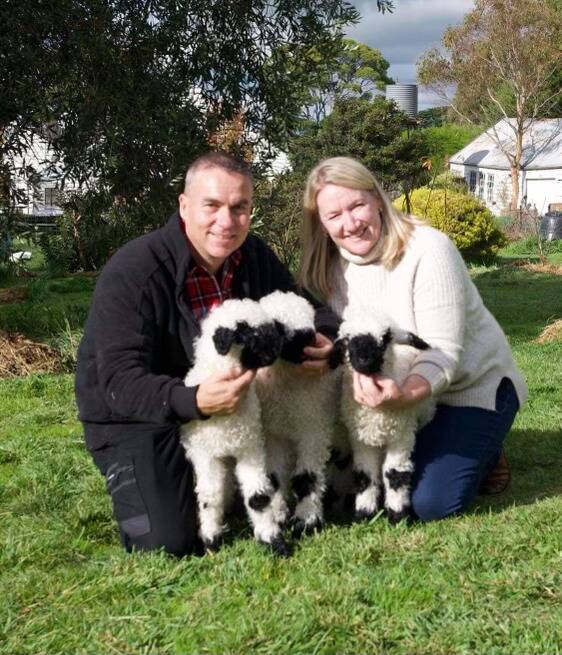 Rob and Julie Dekort decided to buy genetics for Valais Blacknose, which was a was a waiting game over many years. Picture supplied