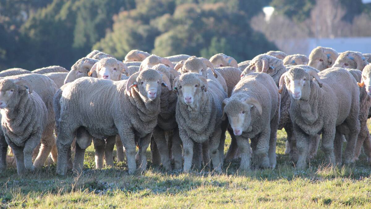 The new oral treatment will mean sheep will be able to be treated for lice at any time of the year. File picture