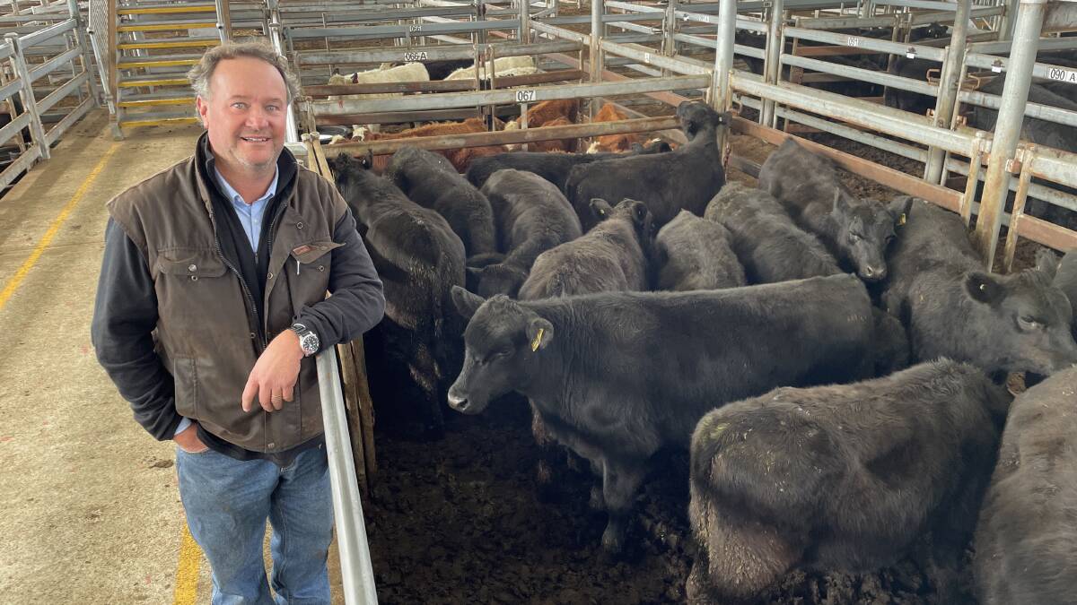 Simon Hunt, Camperdown sold 14 Angus steers, 345kg, for 410c/kg or $1414. Picture by Philippe Perez.
