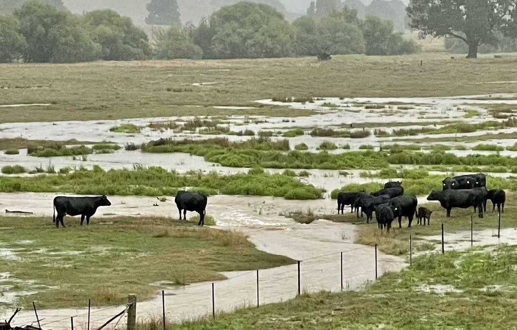 Brewer Beef, Tallangatta Valley received 180mm of rain on their property to 9am on Monday, the most the stud had ever seen. Picture supplied.