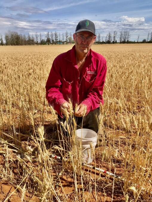 AgriBusiness Consulting Group assessor Marty Colbert said November hail and rain had hampered grain grower production this year. File picture