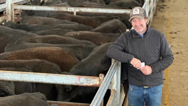 Hamish Officer, Brandon Pastoral, Macarthur sold 323 grown steers in total at the first Mortlake store sale of the month, with one pen of 60 Angus grown steers, 535kg sold for 268c/kg, $1436. Picture supplied.