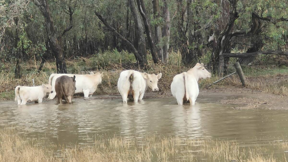 Courtney Hazeldene's Murray Grey cattle wandering in floodwaters at her stud, Ganado Greys. Picture supplied.