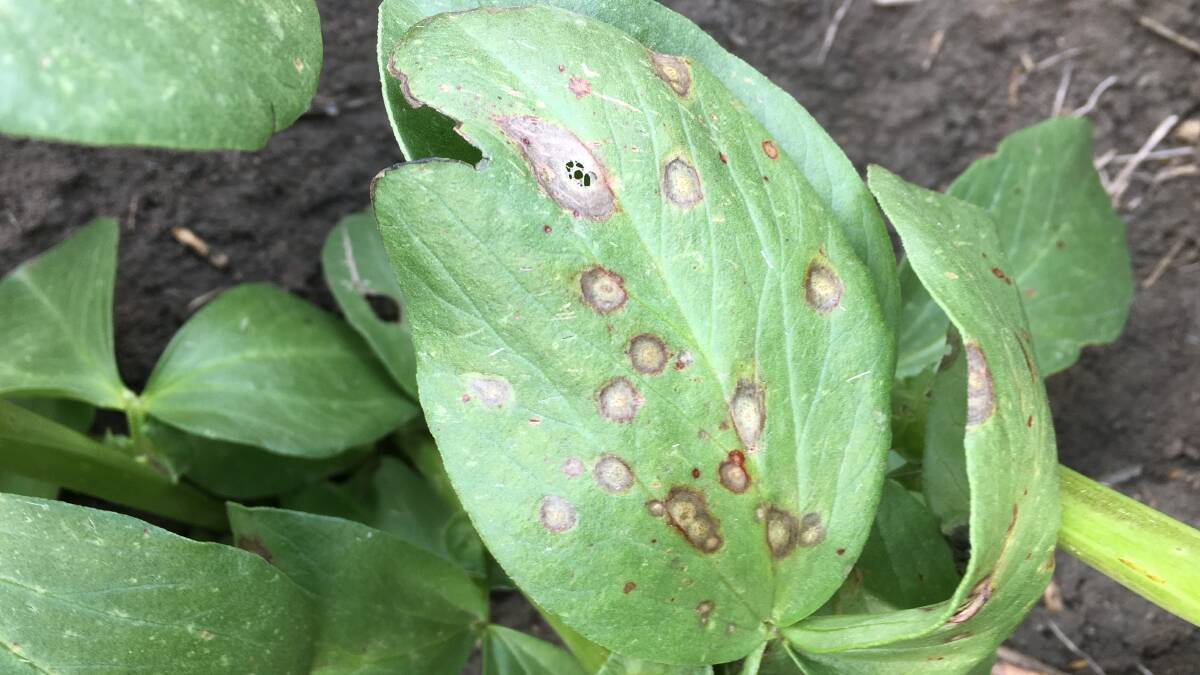 Ascochyta blight pod infections, like the one pictured, were reported to be less severe in pulses in the past year but this year's CropSafe report said there were isolated cases of high seed infections. File picture