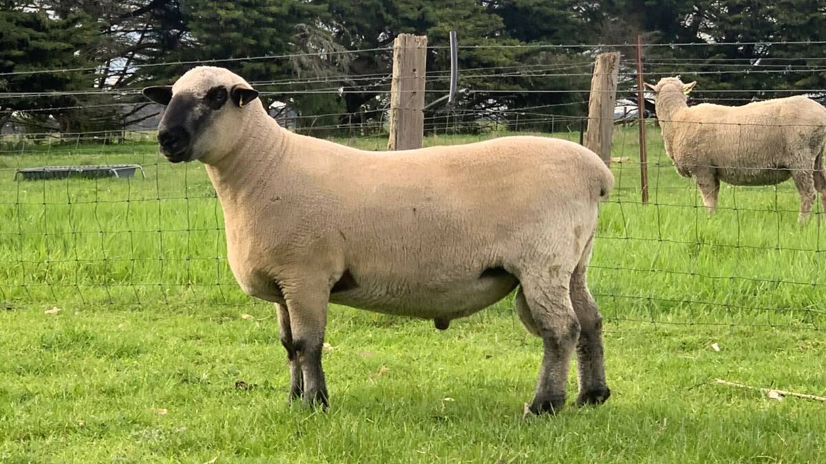Top priced ram at the Australian Hampshire Down Breeders Association's inaugural national sale, Lot 3 Boonong Park 210007, which was sold for $2700. Picture supplied.