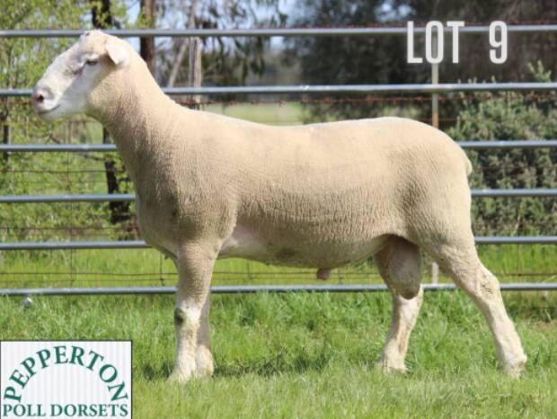 Lot 9, 210136 was the top priced ram for the Pepperton Poll Dorset and White Suffolk sale held in Elmore on Wednesday. Picture supplied.