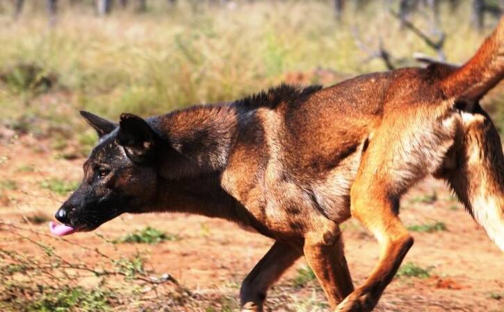 WILD DOG CONTROL: There are calls from the Nationals to continue wild dog controls throughout Gippsland.