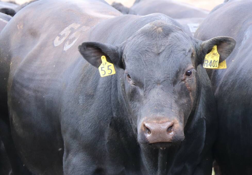 TOP BULL: The top purchase at this year's Landfall Angus on property sale - Lot 55, Landfall New Ground R401 was bought for $34,000 by Doug and Barbara Tozer, Onslow Angus, Cootamundra, NSW.
