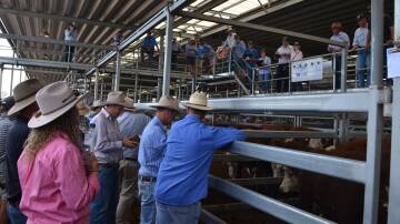 LOCAL ONLY: Buyers at NVLX Wodonga were predominantly local, and were keen on lighter steers throughout the store sale. File photo. 