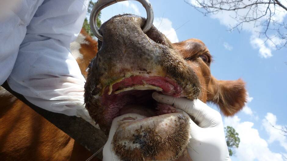 The industry have been continuing efforts to keep foot-and-mouth disease out of the country, but want farmers to ensure biosecurity plans are as up to date as possible. File picture. 