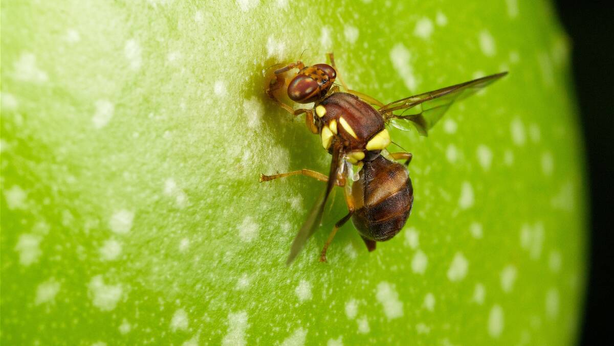Further education and engagement is still needed to help growers manage Queensland Fruit Fly in Victoria. Picture by Deb Yarrow