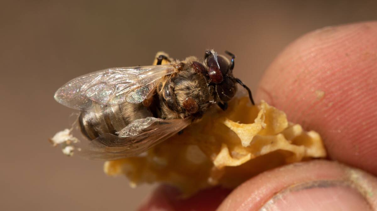Further detection of the Varroa mite parasite has been found near Balranald, NSW. Picture: Shutterstock