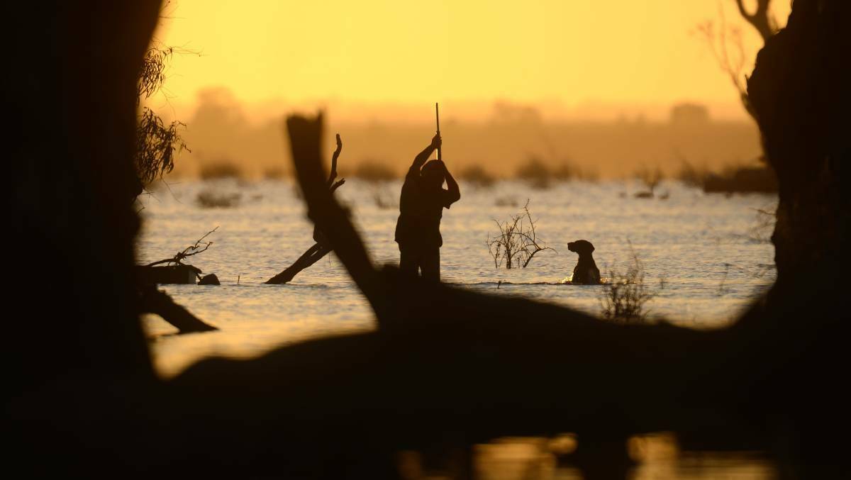 Duck hunting will not be banned in Victoria, but major changes including harsher penalties for hunters who break the law will be proposed. File picture