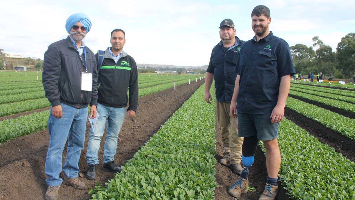 Horticultural Advisory Hub director Harry Turna, Prodoz International agronimist Sunny Wandu, Boratto Farms harvest operator Nick Sgarbossa and Boratto Farms director Joe Boratto at the 10th International Spinach Conference. Picture by Philippe Perez