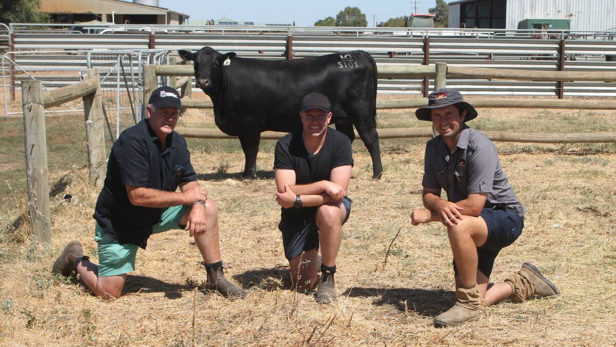 Alan and Tim Carson, Cairnbrae Angus, Paraparap and Brodie Collins, Merridale, Tennyson with the top priced sale of the day, Lot 46, Merridale Vicky S101 which sold for $40,000. Picture by Philippe Perez