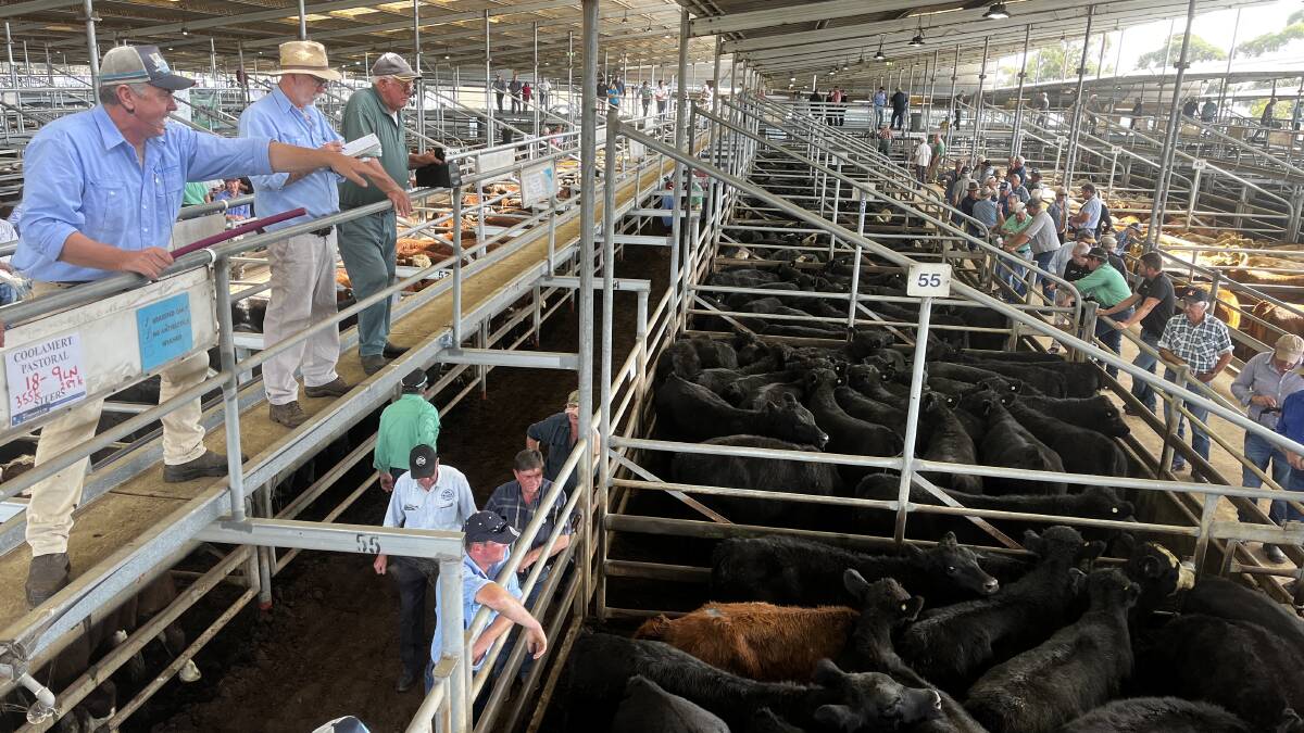 Much of the approximately 2500 cattle yarded at the Bairnsdale store sale on Friday was of mixed quality. File picture.
