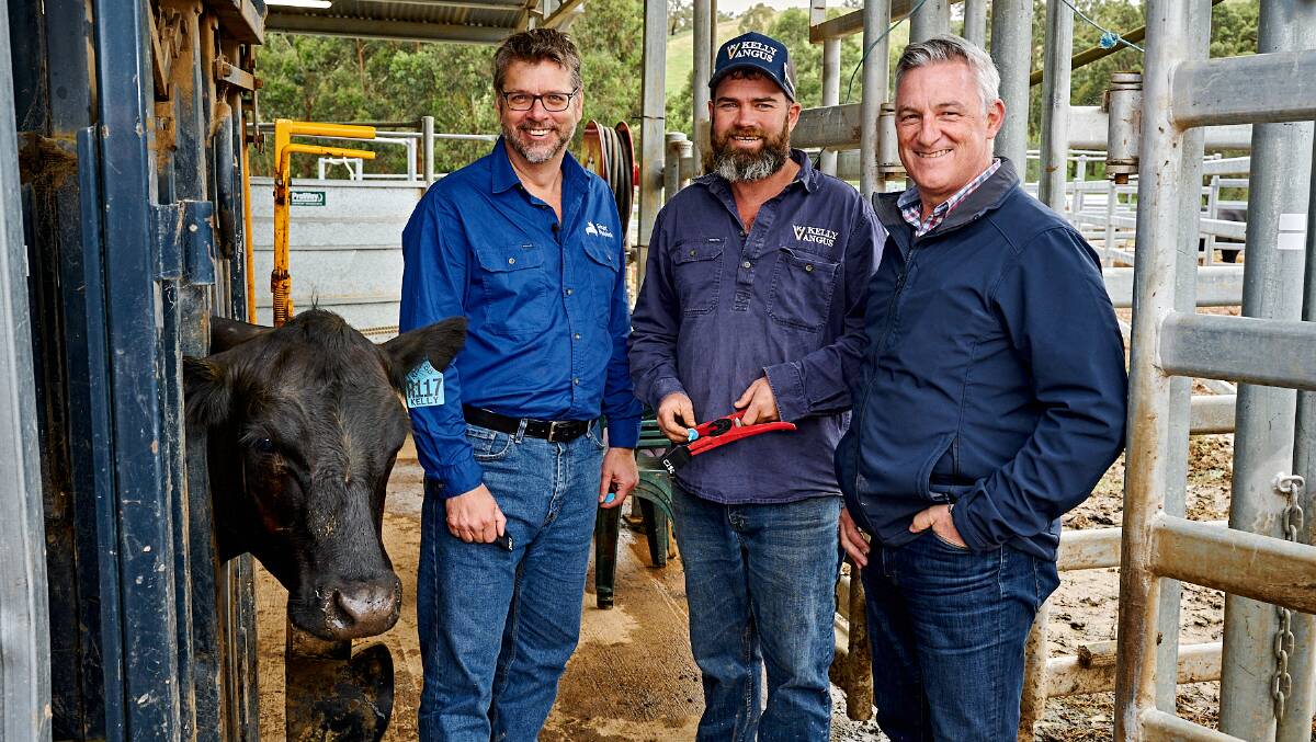 Smart Paddock chief executive and founder Darren Wolchyn, Kelly Angus Farm manager Patrick Joyce, and Breakthrough Victoria chief executive Grant Dooley tagging cattle with the Smart Paddock ear tag. Picture supplied.