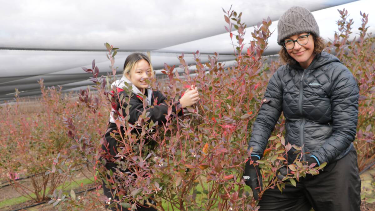 OUTLOOK: Associate professor Kara Barry and Agricultural Science honours student Nikita Ng working on blueberry defoliation trials. Picture: Michele Buntain