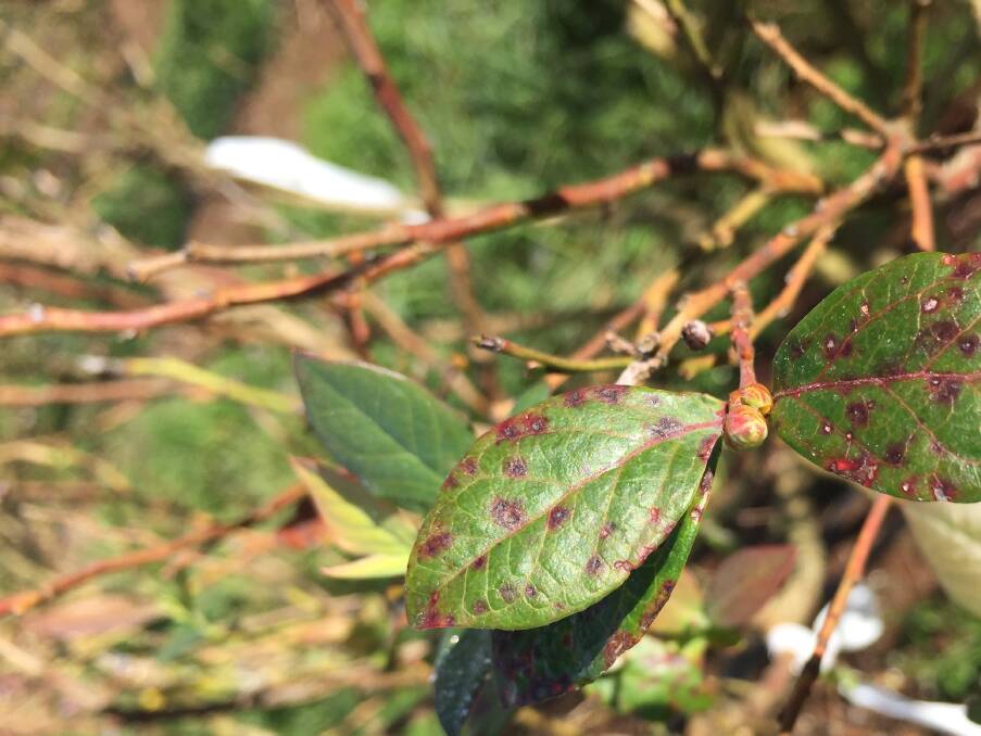Blueberry rust has been deregulated in Tassie. What happens now?