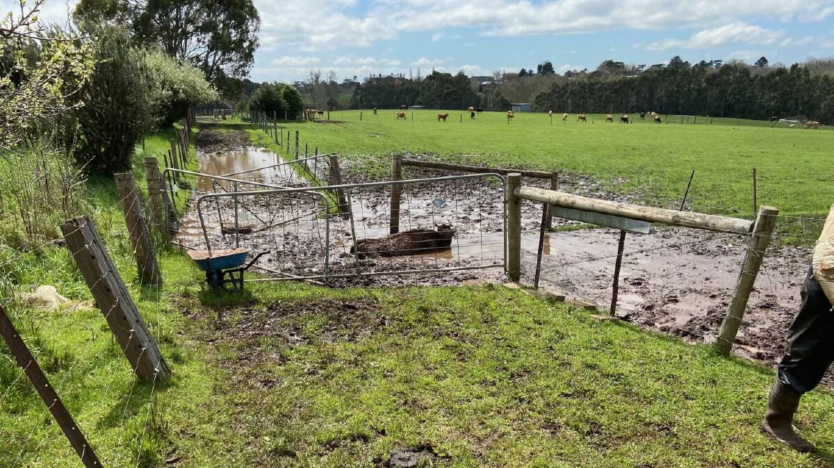  A mammoth rescue mission is underway in Kyneton where a cow is trapped in mud. 