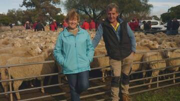 SOLD: Peter and Liz Russell, Tullamore Park Texels, Donald, sold this pen of 154 Border Leicester/Merino-cross ewes, April/May 2021-drop, for $282.