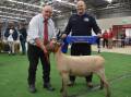 THE BEST: Supreme champion South Suffolk ewe with Willow Drive South Suffolk stud principal Barry Shalders and judge Jason O'Loghlin, O'Loghlin Wiltshire Horn stud, Blighty, NSW.