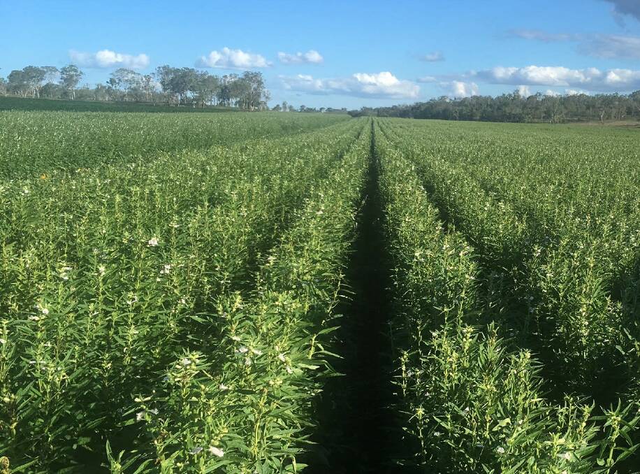 A trial crop of sesame grown near Toowoomba, Queensland. Picture by Queensland Country Life
