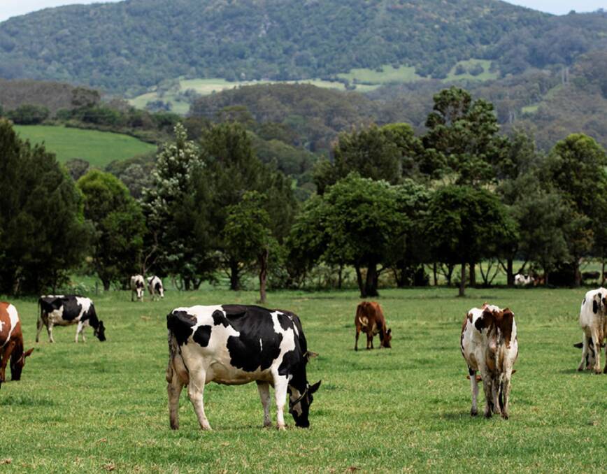 The annual Dairy Farm Monitor report has found milk producers have enjoyed one of their most profitable seasons in 17 years. Picture supplied