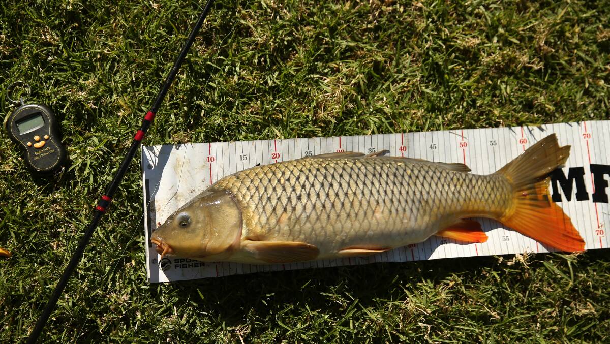 The European carp is a massive threat to inland waterways and native fish populations. Photo: The Daily Liberal, Dubbo