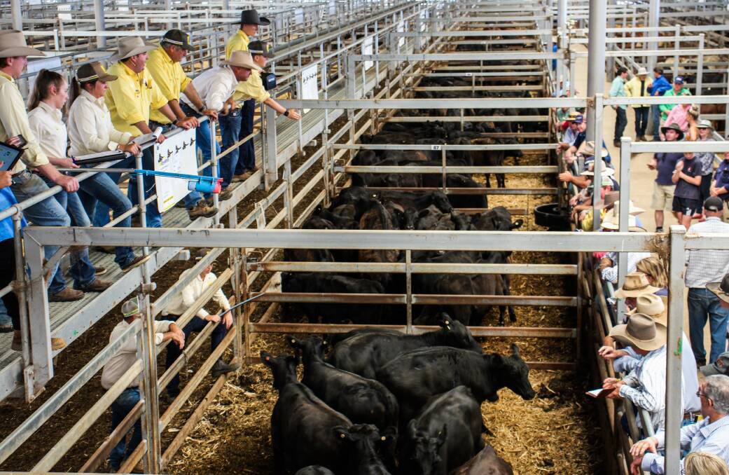 Photos from day one of the Wodonga weaner sales