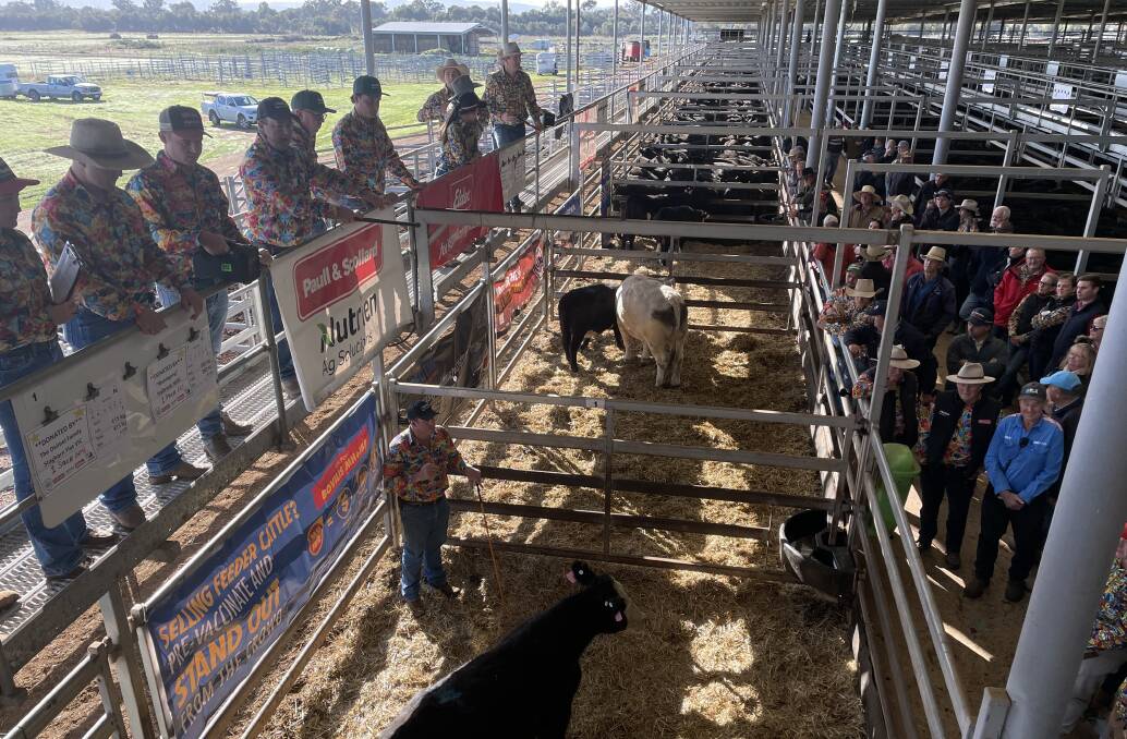 The charity steers and heifer going under the hammer at Wodonga on Thursday. Picture by Alexandra Bernard.