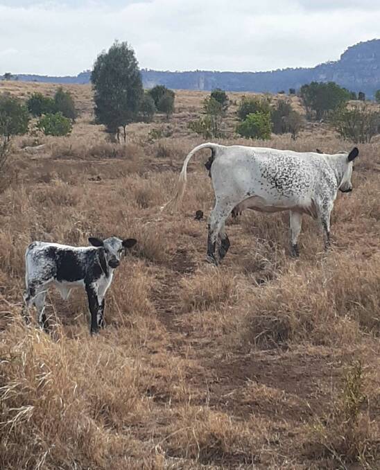 Buying four Speckle Park bulls annually, the Biles have assisted with the acclimatisation of the Speckle Park to their conditions in the Capricorn region. Picture supplied