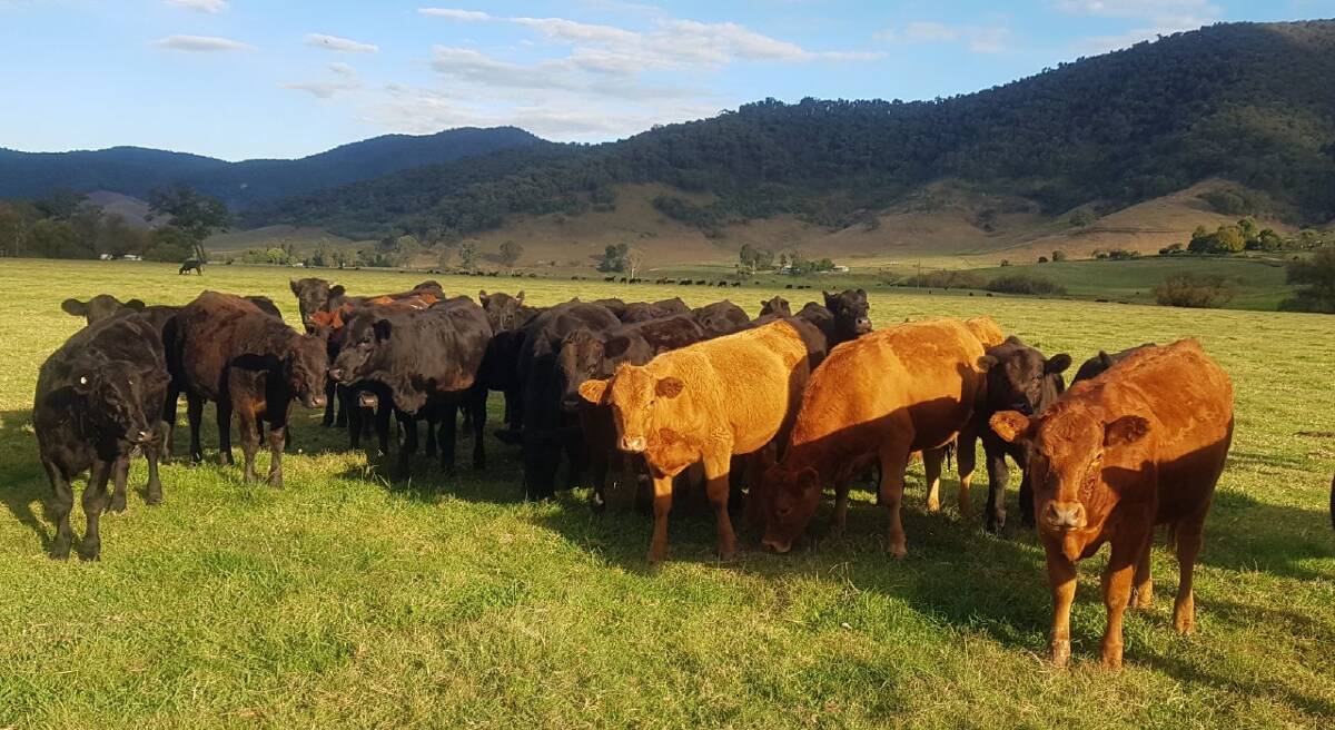 Limousin and Limousin/Angus-cross heifers grazing on fertile Mitta Mitta River flats at John and Judy Peters' Eskdale property, Berrybank. Picture supplied