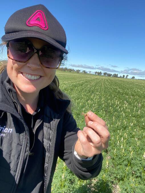 Ashlyn Ridgway, agronomist with Nutrien at Pingelly, shows the excellent root pruning of later germinating ryegrass provided by the pre-emergent application of Ultro herbicide in lupins. Picture supplied