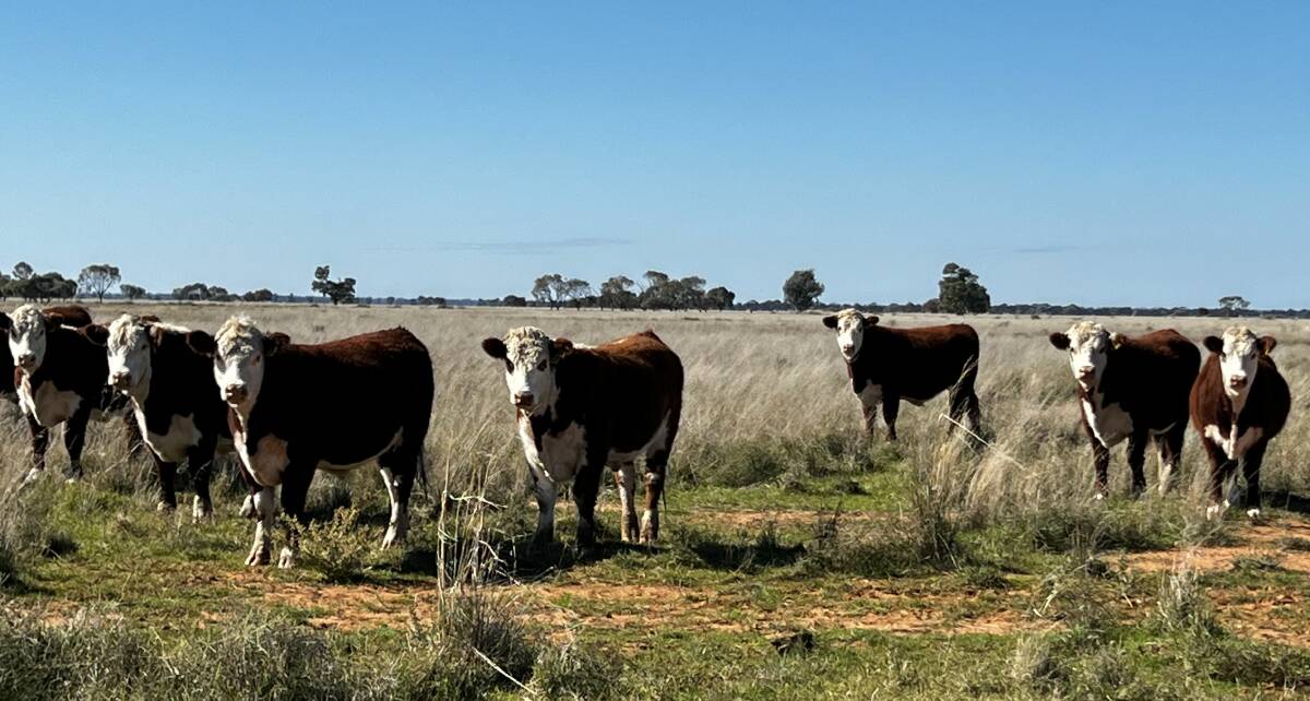Tom, Sophie and Tom Holt breed Hereford cattle on the Hay Plains of Coonong Station and Coolbaroo Station. Pictured supplied