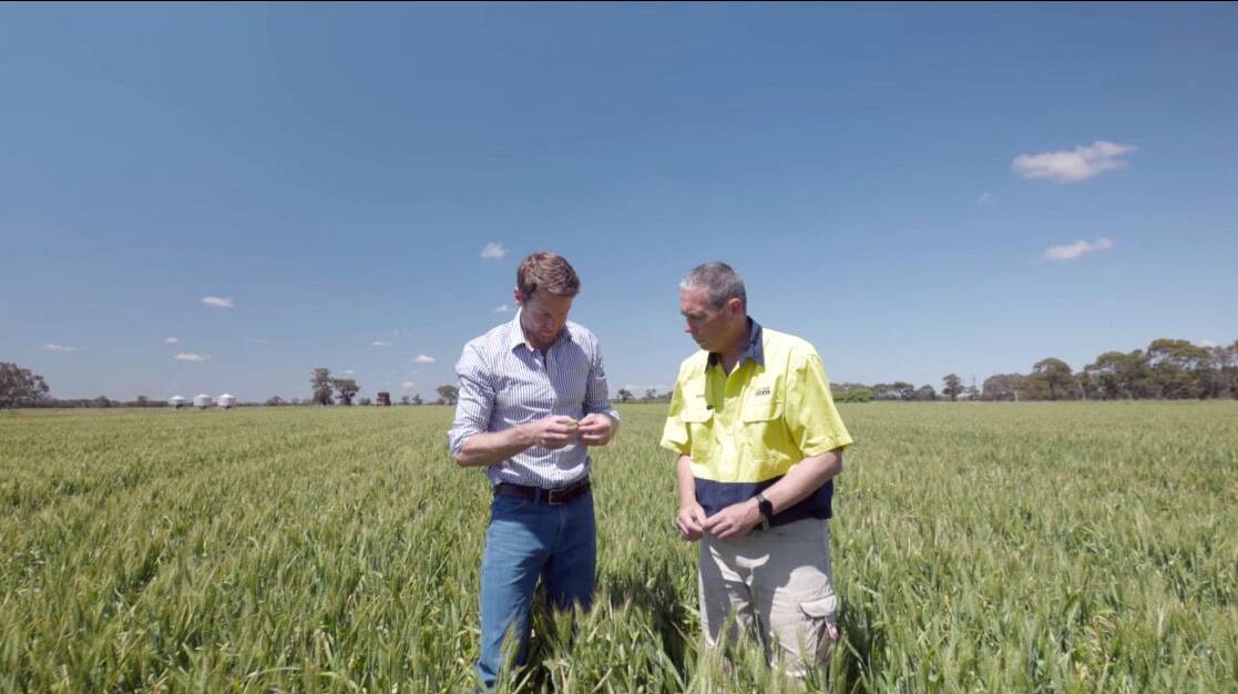 Angus Ingram and farm manager David Furphy inspecting wheat. Picture supplied