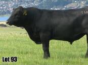 The top-priced bull, Lot 93, was sired by Te Mania Pheasantry P1479 and out of Landfall Anguish R389. Picture by AuctionsPlus 