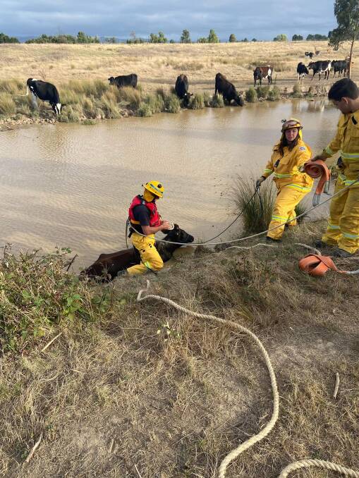 Morwell and Macclesfield firefighters help rescue a stuck cow. Picture supplied
