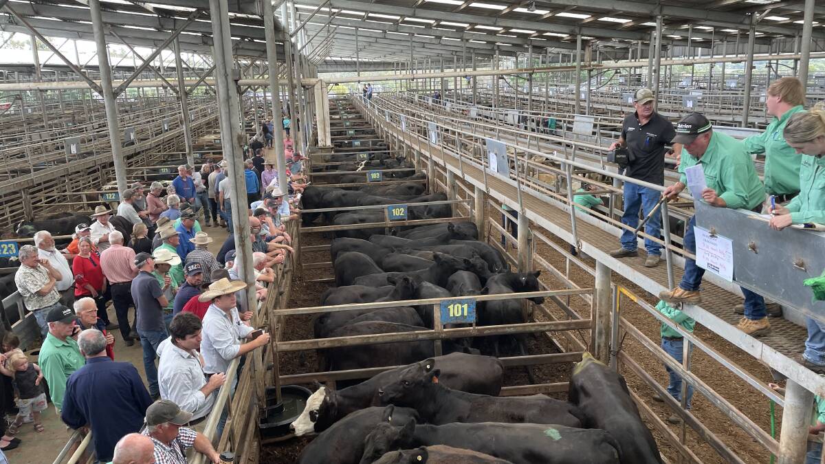 Leongatha agents yarded about 5600 head of cattle after a three-week hiatus due to the Australia Day public holiday. File picture