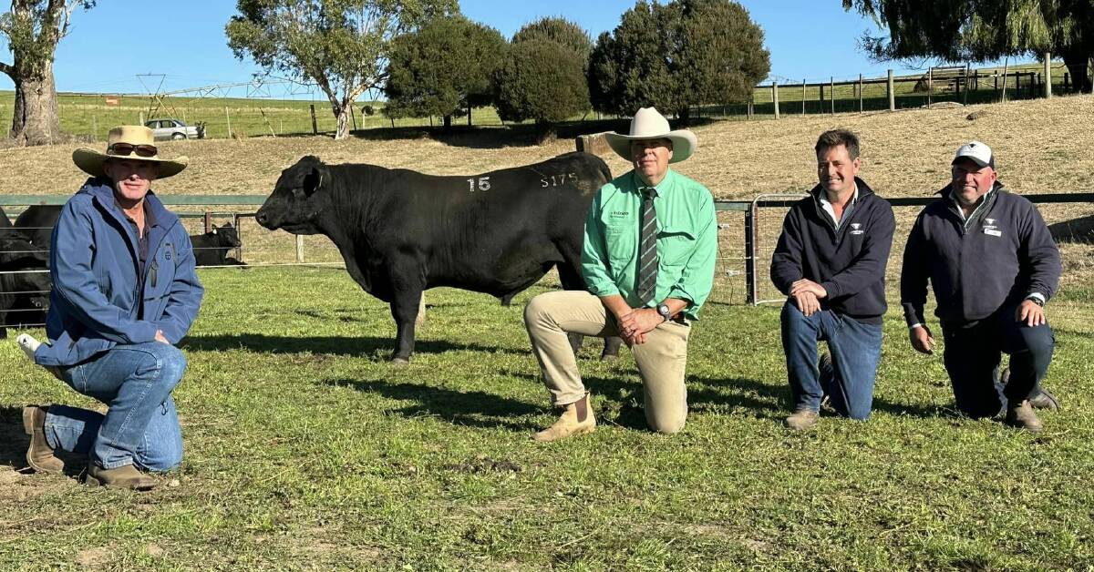 Dunoon Angus bought Landfall Angus's Lot 15 for a top price of $240,000 at its annual sale on Monday. Pictured from left are Chris Saunders, auctioneer Warren Johnston, and Landfall Angus stud principals Frank and Ed Archer. Picture by Nutrien Ag Solutions Tasmania