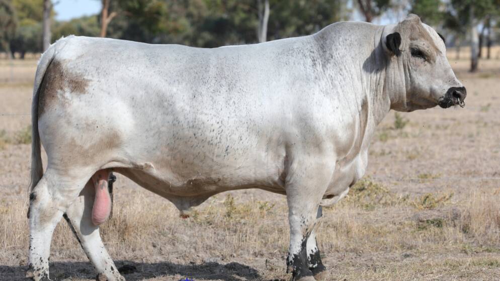 Jackungah Speckle Park's Lot 47 has topped the Blueprint Opportunity Speckle Park Sale at $17,000. Picture supplied