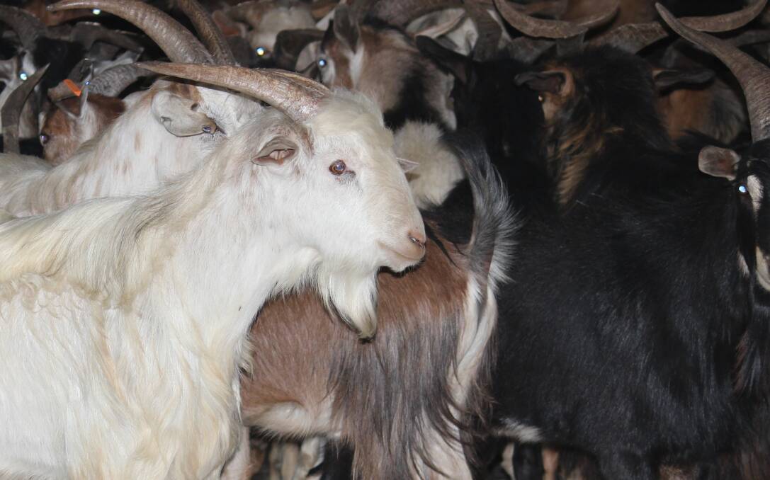 An Echuca goat farmer has pleaded guilty to the four charges under Livestock Disease Control Act 1994 at the Echuca Magistrates' Court. Stock image