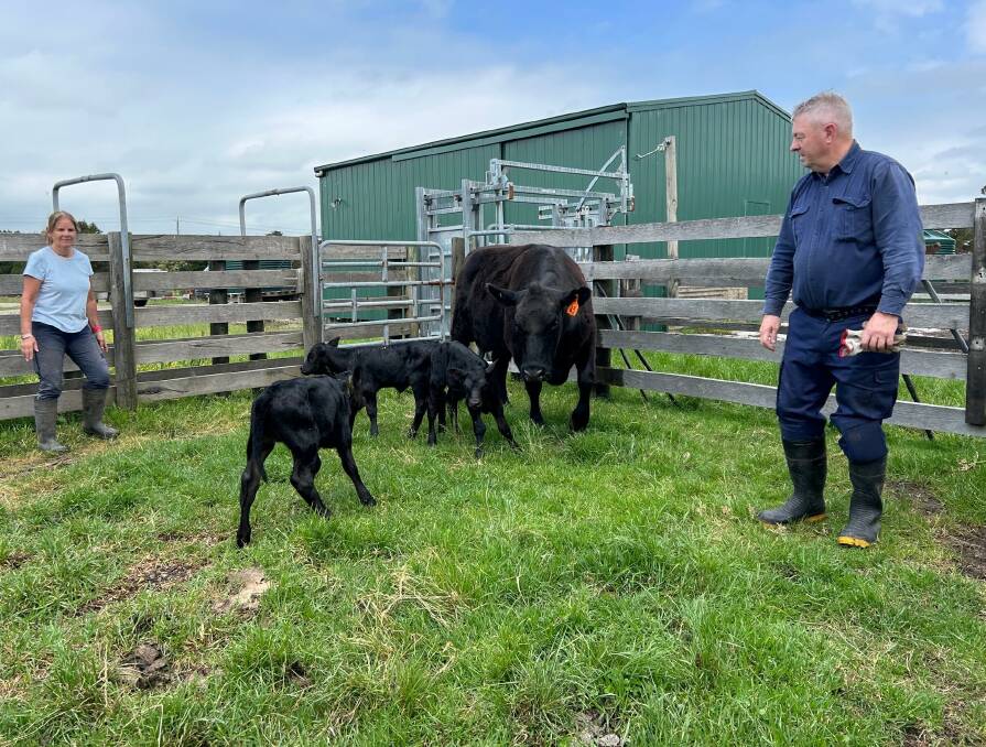 Janine and Philip Green with their first set of triplet female calves. Picture supplied