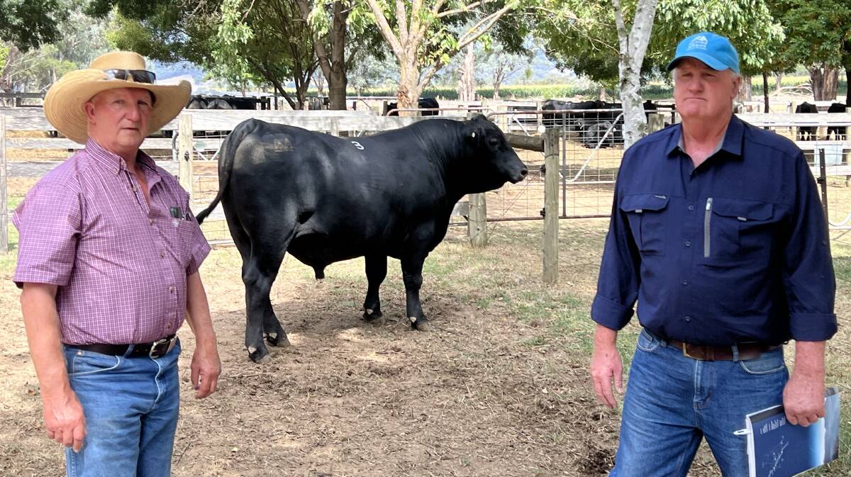 Rob and Craig Ferguson bought the second top-priced bull, Lot 3, for $26,000. Picture supplied by Justin Conlan