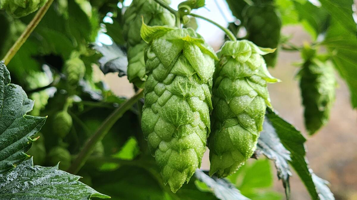 Hop Products Australia will have more than 350 seasonal workers joining the permanent team to help with harvest.