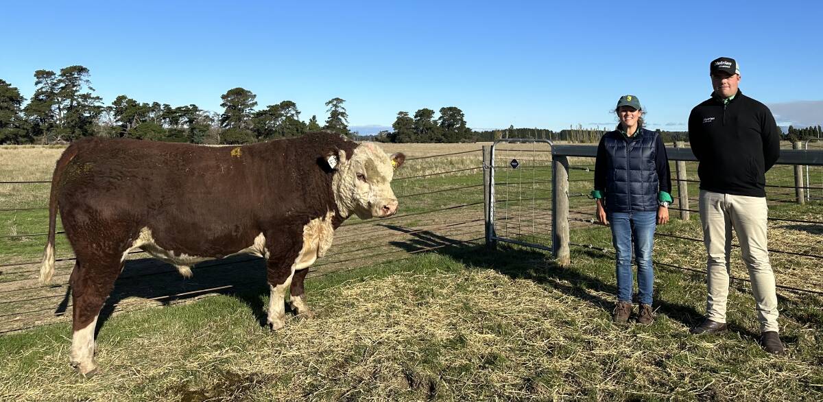 Quamby Plains' stud principal Victoria Archer, left, and Nutrien Ag Tasmania livestock agent Cooper Lamprey with the top-priced bull, Lot 4, Quamby Plains Stanley S54. Picture supplied
