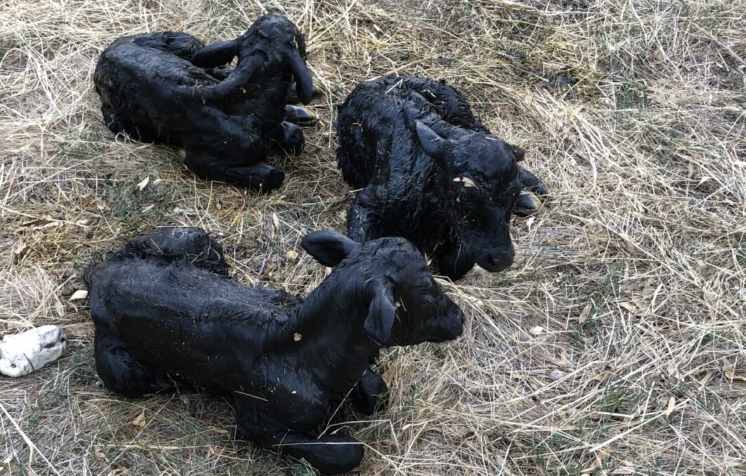 A set of triplets sired by a Murdeduke Angus bull were welcomed at an Amphitheatre farm. Picture supplied