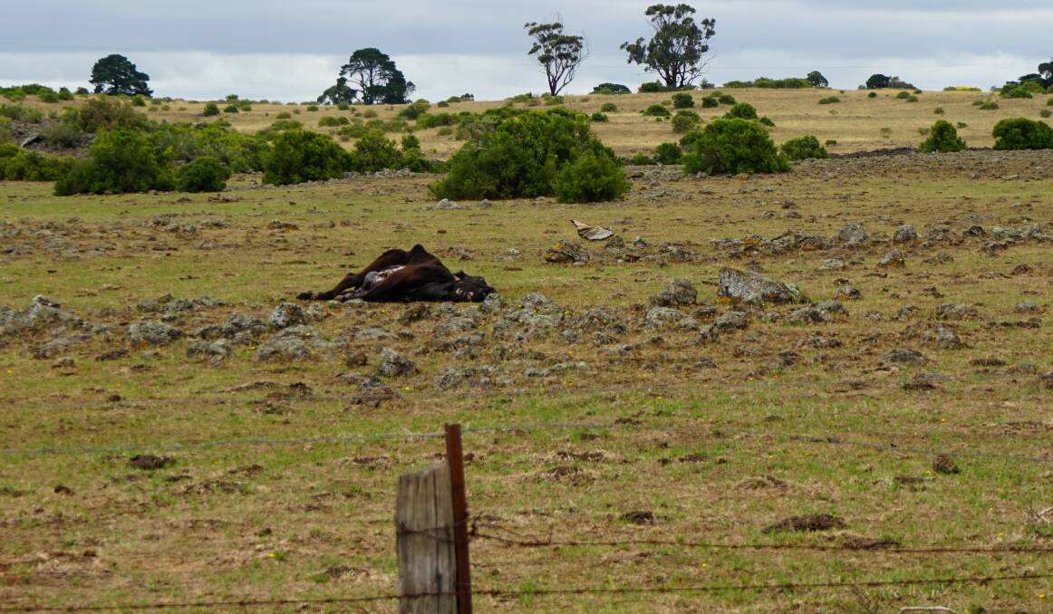 An isolated dead cow at the property where police and authorities started seizing hundreds of cattle on February 9. Picture by the Stock & Land, in December