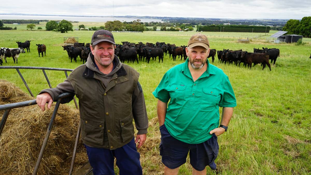 Jack and Pete Kenny, Cororooke, will offer 90-head of cattle at Colac Regional Saleyards' weaner sale in January. Picture by Rachel Simmonds